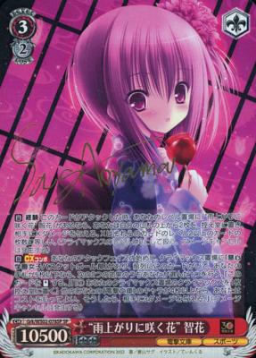 ※秋葉原店併用商品 "雨上がりに咲く花" 智花 【Grk/WS02/078SPSP】