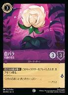 白バラ(ホイル)【AS/040/204CH】