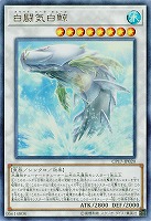 【キズ有り特価 A】白闘気白鯨 【CP17-JP020UR】