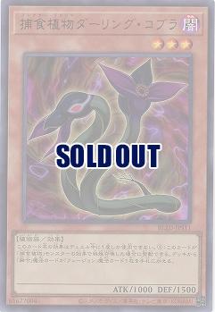 捕食植物ダーリング・コブラ 【BLZD-JPS11UR】